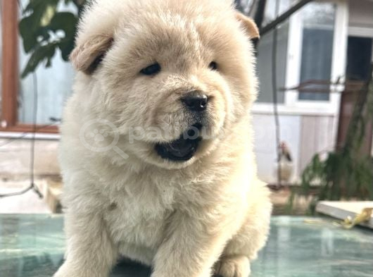 Çin Aslanı Chow Chow görsel