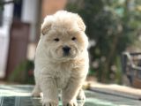 Çin Aslanı Chow Chow