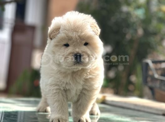 Çin Aslanı Chow Chow