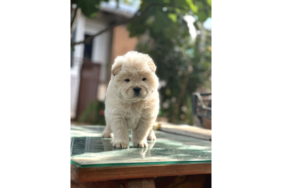 Çin Aslanı Chow Chow