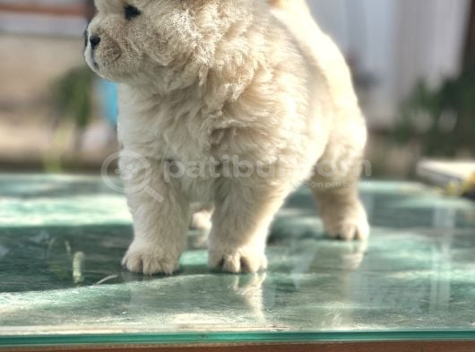 Çin Aslanı Chow Chow görsel