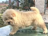 Çin Aslanı Chow Chow