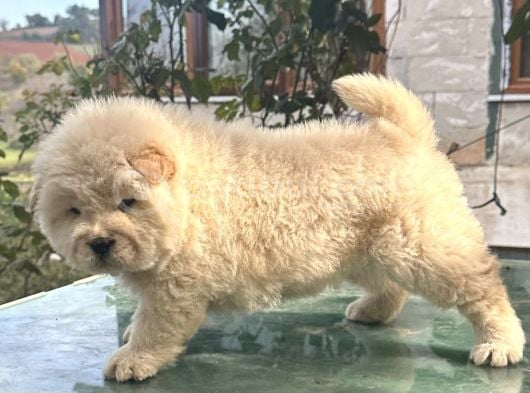 Çin Aslanı Chow Chow görsel