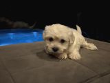 Minyatür Orjinal Maltes Terrier Kore