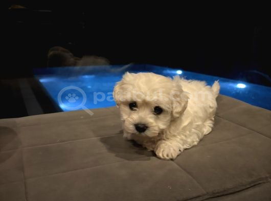Minyatür Orjinal Maltes Terrier Kore görsel