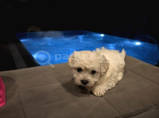 Minyatür Orjinal Maltes Terrier Kore görsel