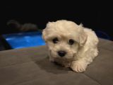 Minyatür orjinal maltes terrier kore