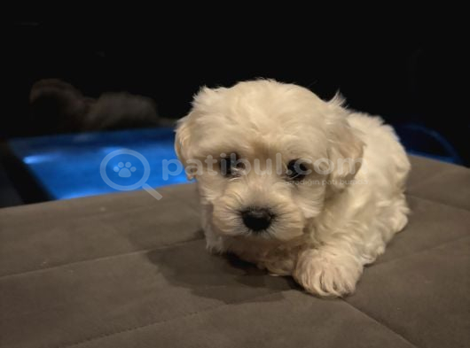 Minyatür orjinal maltes terrier kore