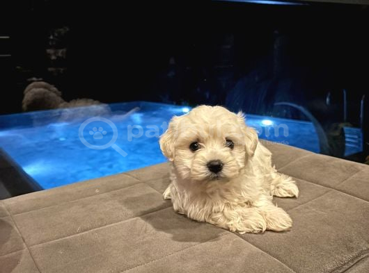 Minyatür Orjinal Maltes Terrier Kore görsel