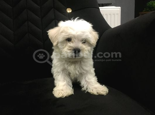 Sıfır Numara Kore Maltes Terrier görsel