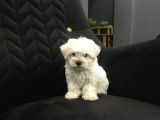 Sıfır Numara Kore Maltes Terrier