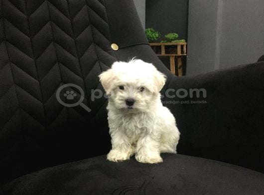 Sıfır Numara Kore Maltes Terrier görsel