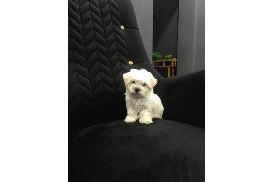 Sıfır Numara Kore Maltes Terrier