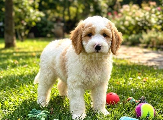 Evimizin Yeni Neşesi Antialerjik Kürk Yapısıyla Doodle görsel