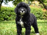 Evimizin Yeni üyesi Antialerjik Kürk Yapısıyla BERNEDOODLE