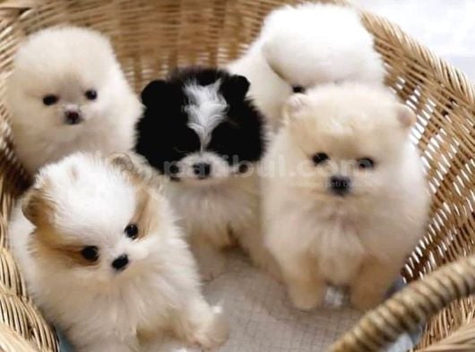Sevimli Oyuncak Gibi Sağlıklı Mini Pomeryan Boo Lar görsel