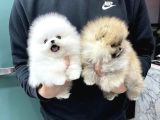 Sevimli Oyuncak Gibi Sağlıklı Mini Pomeryan Boo Lar