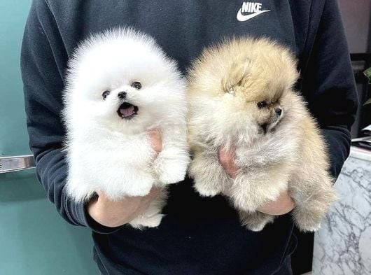Sevimli Oyuncak Gibi Sağlıklı Mini Pomeryan Boo Lar görsel
