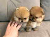 Sevimli Oyuncak Gibi Sağlıklı Mini Pomeryan Boo Lar