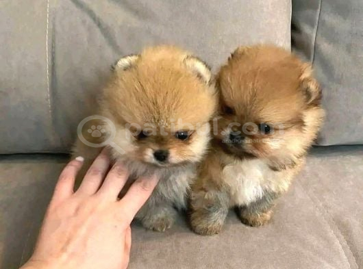 Sevimli oyuncak gibi sağlıklı mini pomeryan boo lar