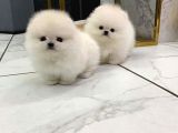 Sevimli Oyuncak Gibi Sağlıklı Mini Pomeryan Boo Lar