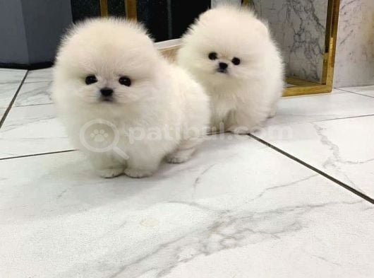 Sevimli Oyuncak Gibi Sağlıklı Mini Pomeryan Boo Lar görsel