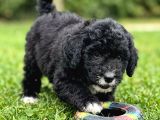 Evimizin Yeni Üyesi Antialerjik Kürk Yapısıyla Bernedoodle