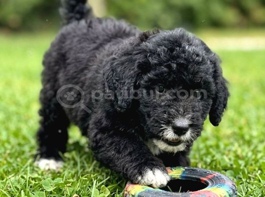 Evimizin Yeni Üyesi Antialerjik Kürk Yapısıyla Bernedoodle görsel