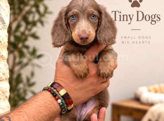 Miniature Dachshund Sosis Köpek  Özel Renk Yavrular görsel