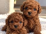 Kaliteli Ve Sevimli Poodle Yavruları