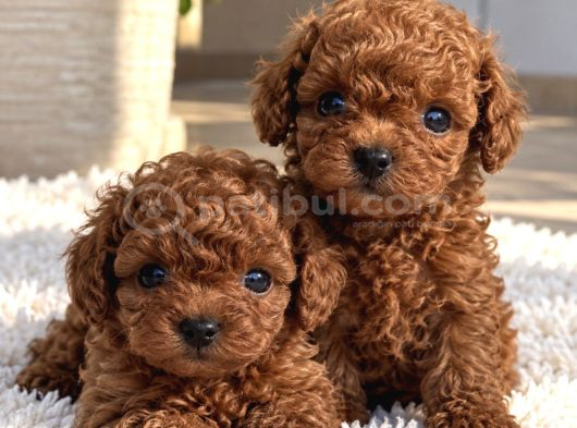 Kaliteli Ve Sevimli Poodle Yavruları