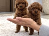 Özel Seçim Toy Poodle Yavrularımız