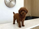 Ultra Mini 5 Aylık Safkan Kore Hatlı Teacup Poodle