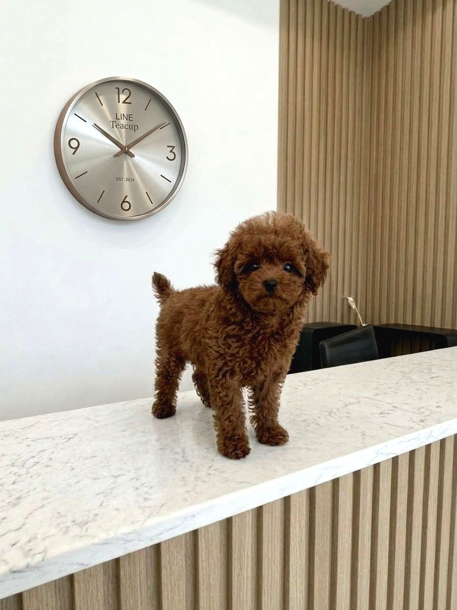 Ultra Mini 5 Aylık Safkan Kore Hatlı Teacup Poodle