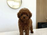 Ultra Mini 5 Aylık Safkan Kore Hatlı Teacup Poodle