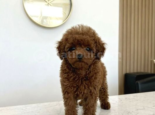 Ultra Mini 5 Aylık Safkan Kore Hatlı Teacup Poodle görsel