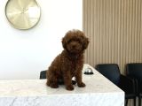 Ultra Mini 5 Aylık Safkan Kore Hatlı Teacup Poodle