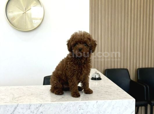 Ultra Mini 5 Aylık Safkan Kore Hatlı Teacup Poodle görsel