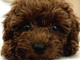 Ultra Mini 5 Aylık Safkan Kore Hatlı Teacup Poodle