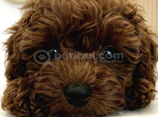 Ultra Mini 5 Aylık Safkan Kore Hatlı Teacup Poodle görsel