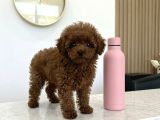 Ultra Mini 5 Aylık Safkan Kore Hatlı Teacup Poodle