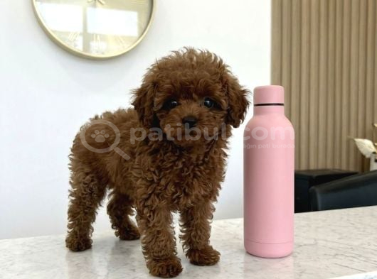 Ultra Mini 5 Aylık Safkan Kore Hatlı Teacup Poodle görsel