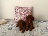 Kore toypoodle aşılı ev üretimi