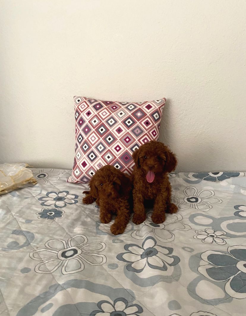 Kore Toypoodle Aşılı Ev üretimi