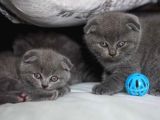 Vecihiden Kırık Kulak Eğitimli Scottishfold Bebekler