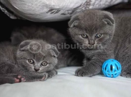 Vecihiden Kırık Kulak Eğitimli Scottishfold Bebekler