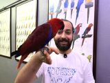 Mi̇kroçi̇pli̇ Kirmizi Eclectus Papağanimiz Full Evci̇l