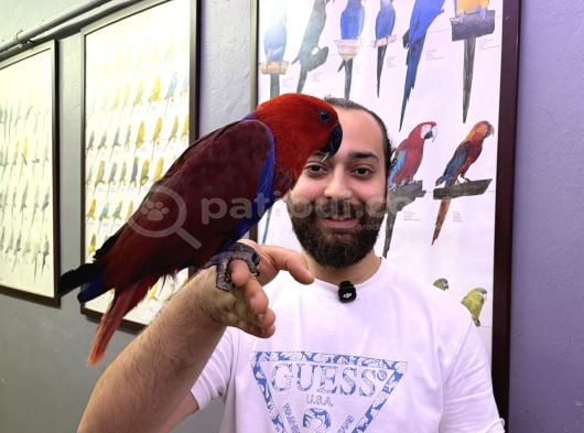 MİKROÇİPLİ KIRMIZI ECLECTUS PAPAĞANIMIZ FULL EVCİL