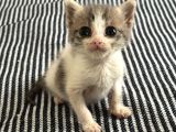 Ücretsiz Kedi Sahiplendirme