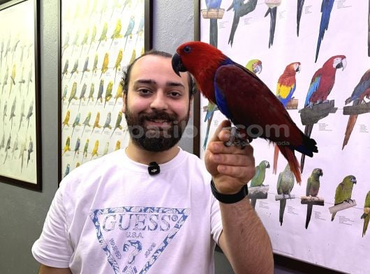 Mi̇kroçi̇pli̇ Kirmizi Eclectus Papağanimiz Full Evci̇l görsel